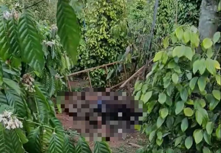 The coffee plantation area where Mr. Y.Q and Ms. H.T died. Photo: Bao Trung