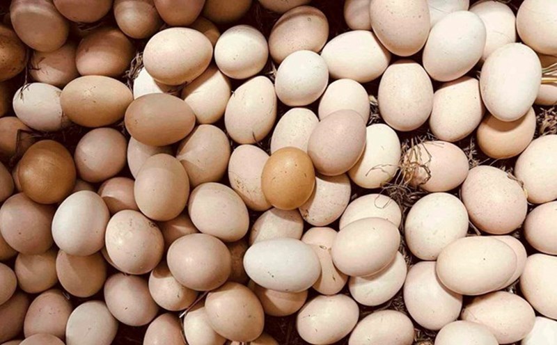 Eggs are a nutritious food but need to be consumed scientifically for people with high blood fat. Photo: Kieu Vu.