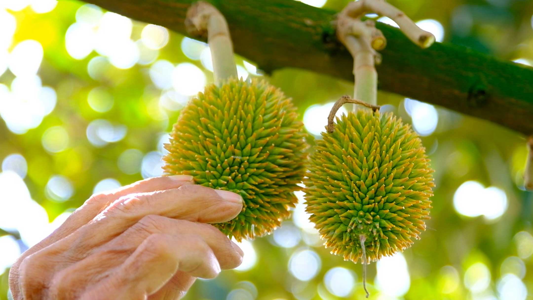 Durian prices drop sharply, making farmers worried