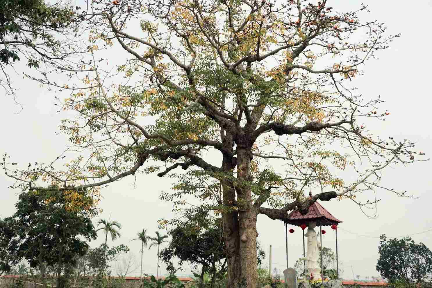 ต้นนุ่นในวัด Khanh Thien หมู่บ้าน Lac Thien ตำบล Lien Hoa อำเภอ Kim Thanh ได้รับการปลูกเมื่อมีการสร้างวัดในสมัยราชวงศ์ Nguyen เมื่อศตวรรษที่ 19