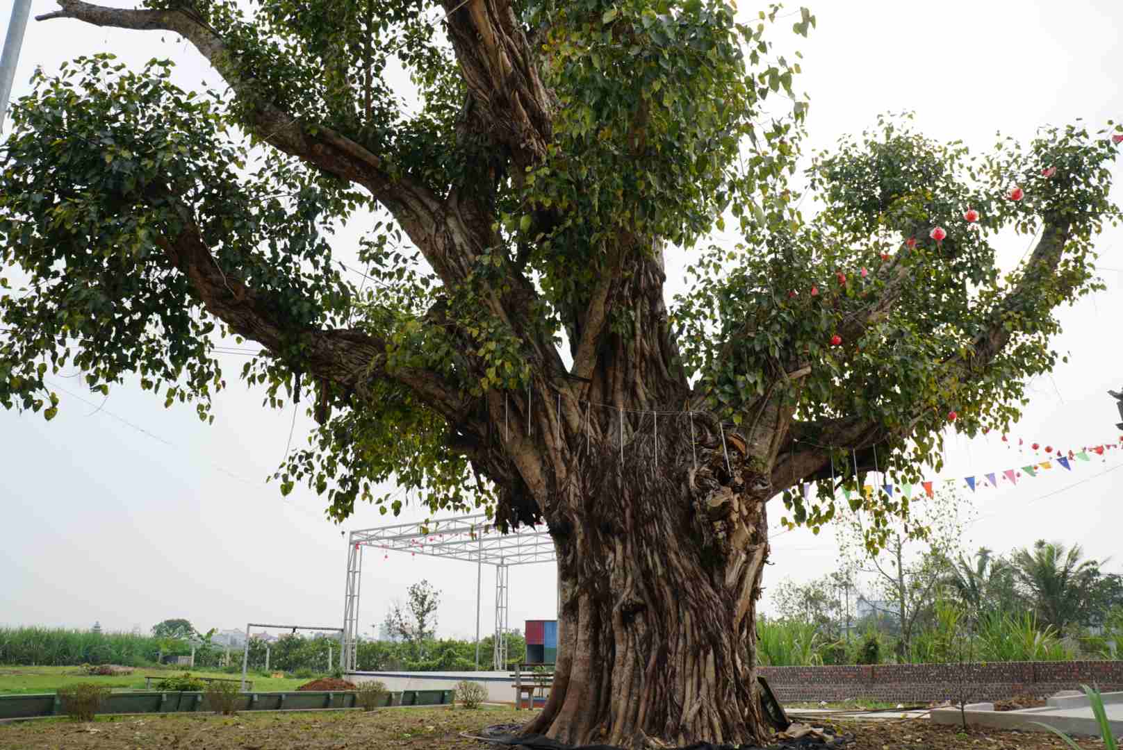 ต้นโพธิ์ (ชื่อทางวิทยาศาสตร์คือ Ficus religiosa) ในหมู่บ้าน Hai Ninh ตำบล Kim Tan อำเภอ Kim Thanh จังหวัด Hai Duong ได้รับการยกย่องให้เป็นต้นไม้มรดกของเวียดนามในปี 2022 จากสมาคมเพื่อการอนุรักษ์ธรรมชาติและมรดกแห่งเวียดนาม