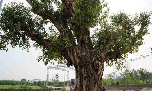 Những cây di sản hàng trăm tuổi ở Kim Thành, Hải Dương. Ảnh: Công Hòa