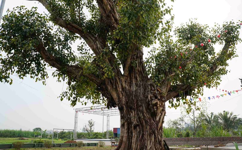 Hundred-year-old heritage trees in Kim Thanh, Hai Duong. Photo: Cong Hoa