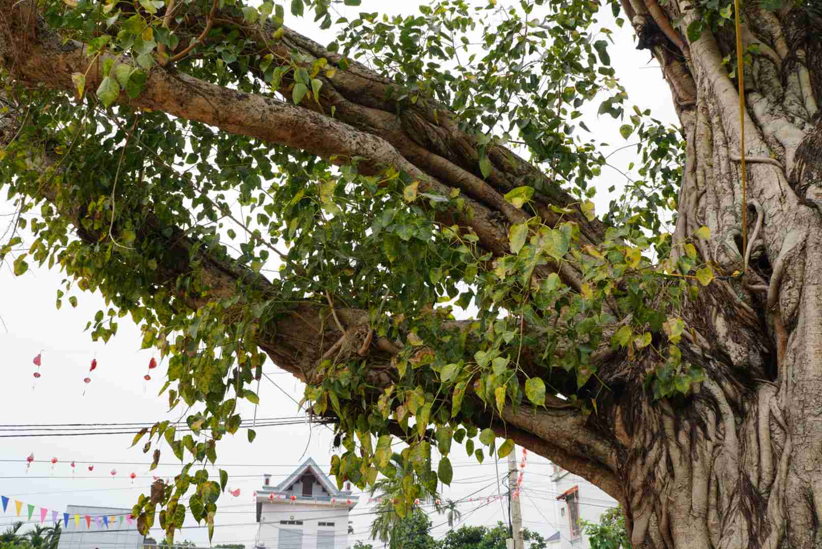  Cay co nhua mau trang duc, co mui thom. Cay bat dau cho trai vao thang 5 va thang 10 voi qua chin co vi ngot, co the an duoc.