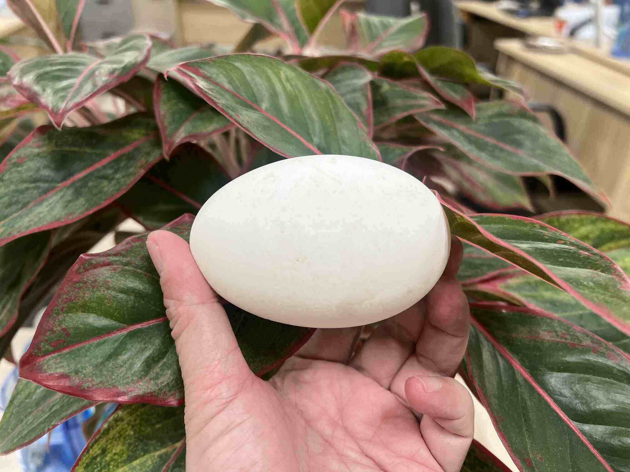 Bean sprouts contain a large amount of high-quality protein, making them a good choice for pregnant women. Photo: Kieu Vu