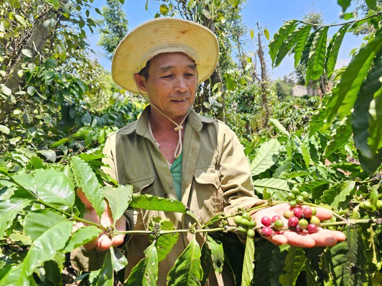 Farmer Pham Minh Tinh's garden is lush green all year round. Photo: Thanh Quynh