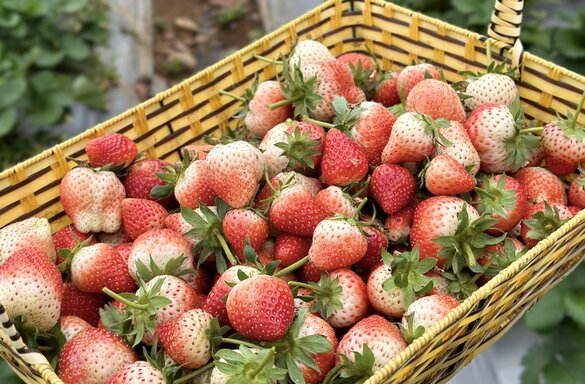 How to properly preserve strawberries. Photo: Thuy Duong