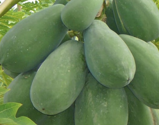 Cuando se prepara correctamente, el cacao verde puede ayudar a controlar la glucosa, lo cual es bueno para la diabetes. Imagen de la pelicula