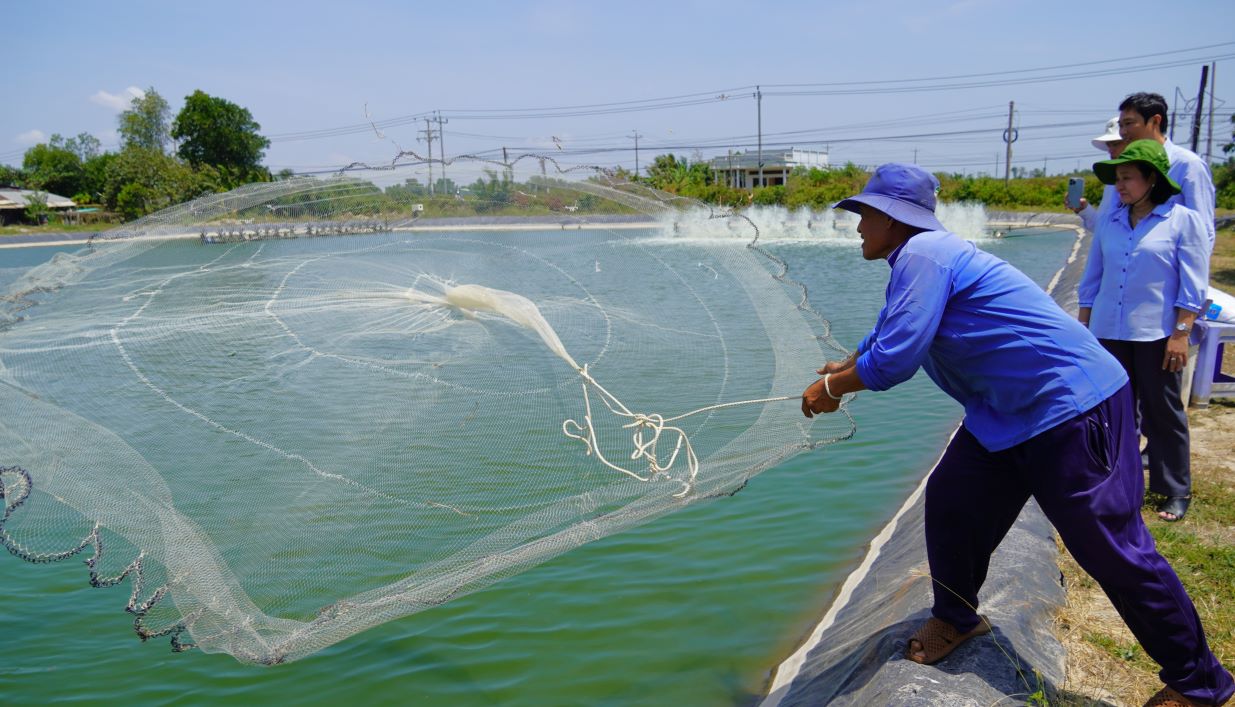 Mot ho nuoi ca trong ao tom o huyen Tran De (tinh Soc Trang). Anh: Phuong Anh