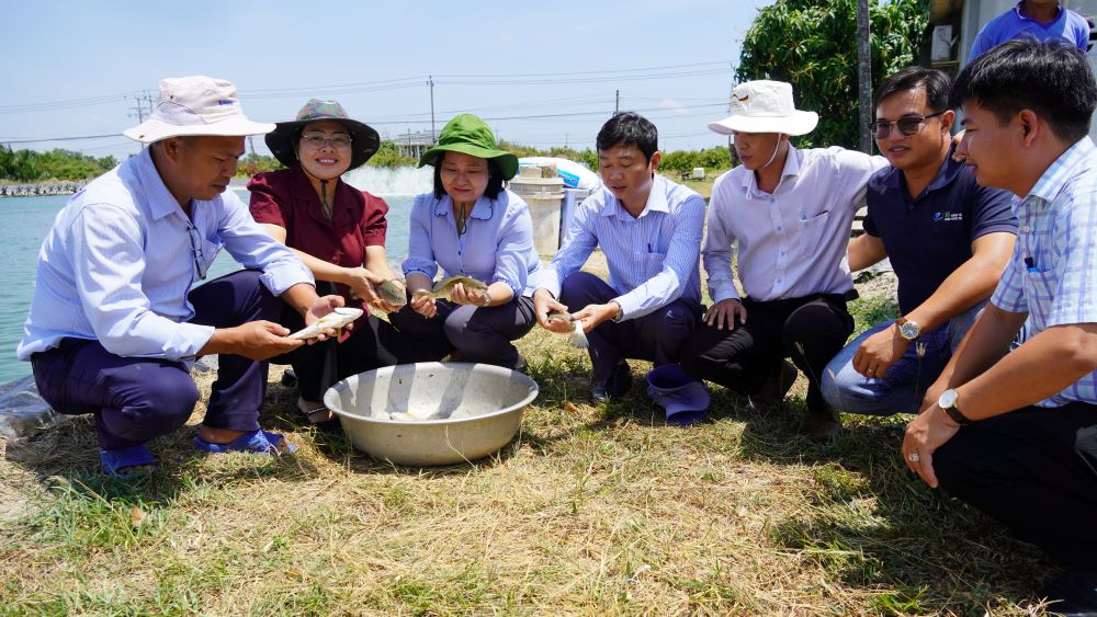 Mo hinh nuoi ca trong ao tom giup cai thien nen day ao, ngan chan nguon benh tom ton luu, nguoi nuoi co thu nhap de tai dau tu vu tom tiep theo. Anh: Phuong Anh