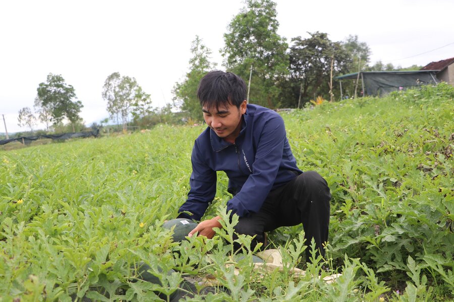 El campo de Hung Cuong junto a un campo de pepitas cultivadas con metodos organicos. Foto de la pagina web de la Universidad de Hong Kong.