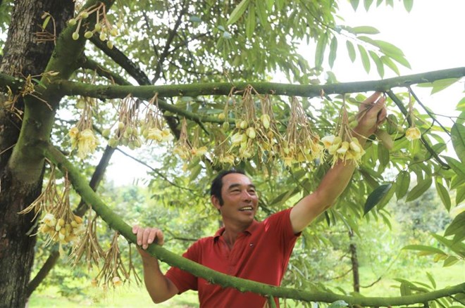 Câu lạc bộ 100 hộ dân thu tiền tỉ nhờ trồng sầu riêng ở Lâm Đồng
