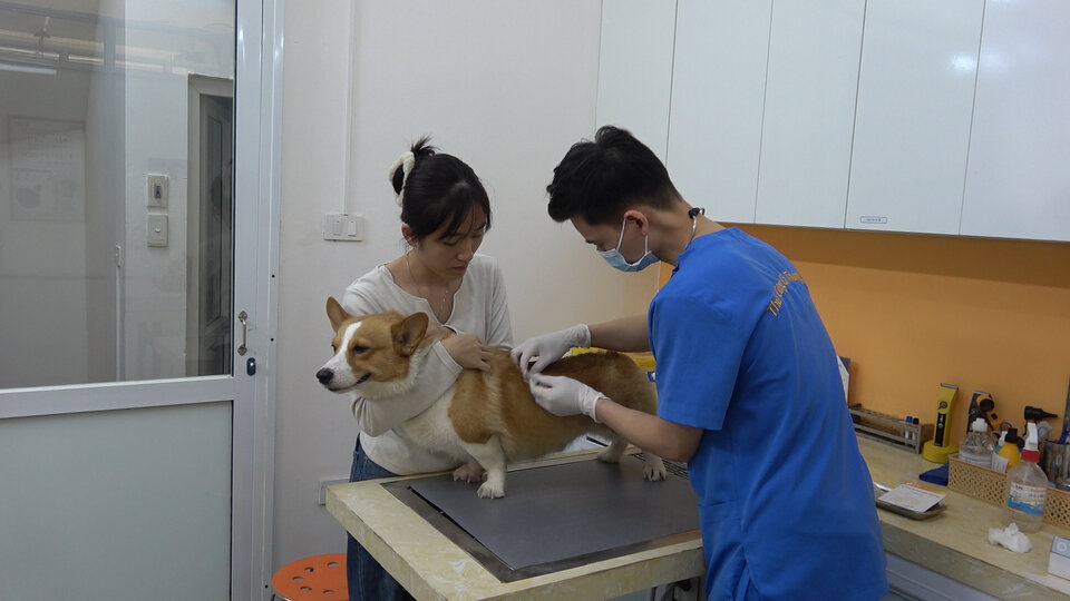 La rabia no tiene cura riesgo de ser vacunado