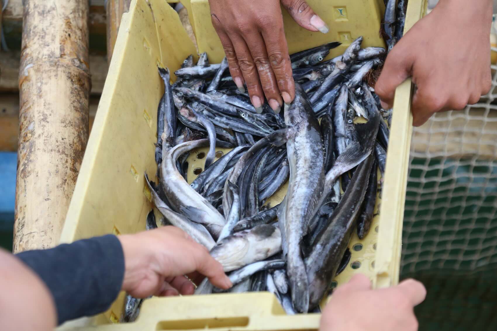 Cage fish in Quang Binh died abnormally. Photo: Van Nhi