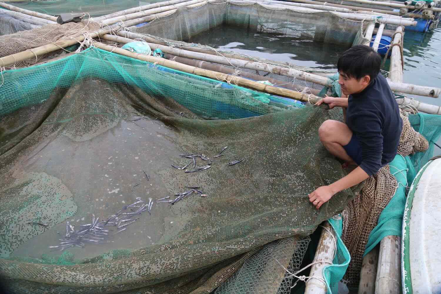 Nguoi dan lo lang mat sinh ke khi ca chet hang loat. Anh: Van Nhi