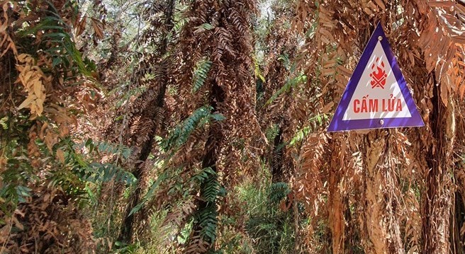 Prolonged heat and dry weather have caused thousands of hectares of forest in Ca Mau to be extremely dangerously warned. Photo: Nhat Ho