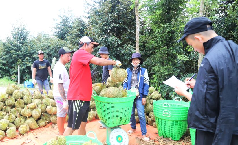 Nguoi dan thu hoach sau rieng. Anh: Lam Hong