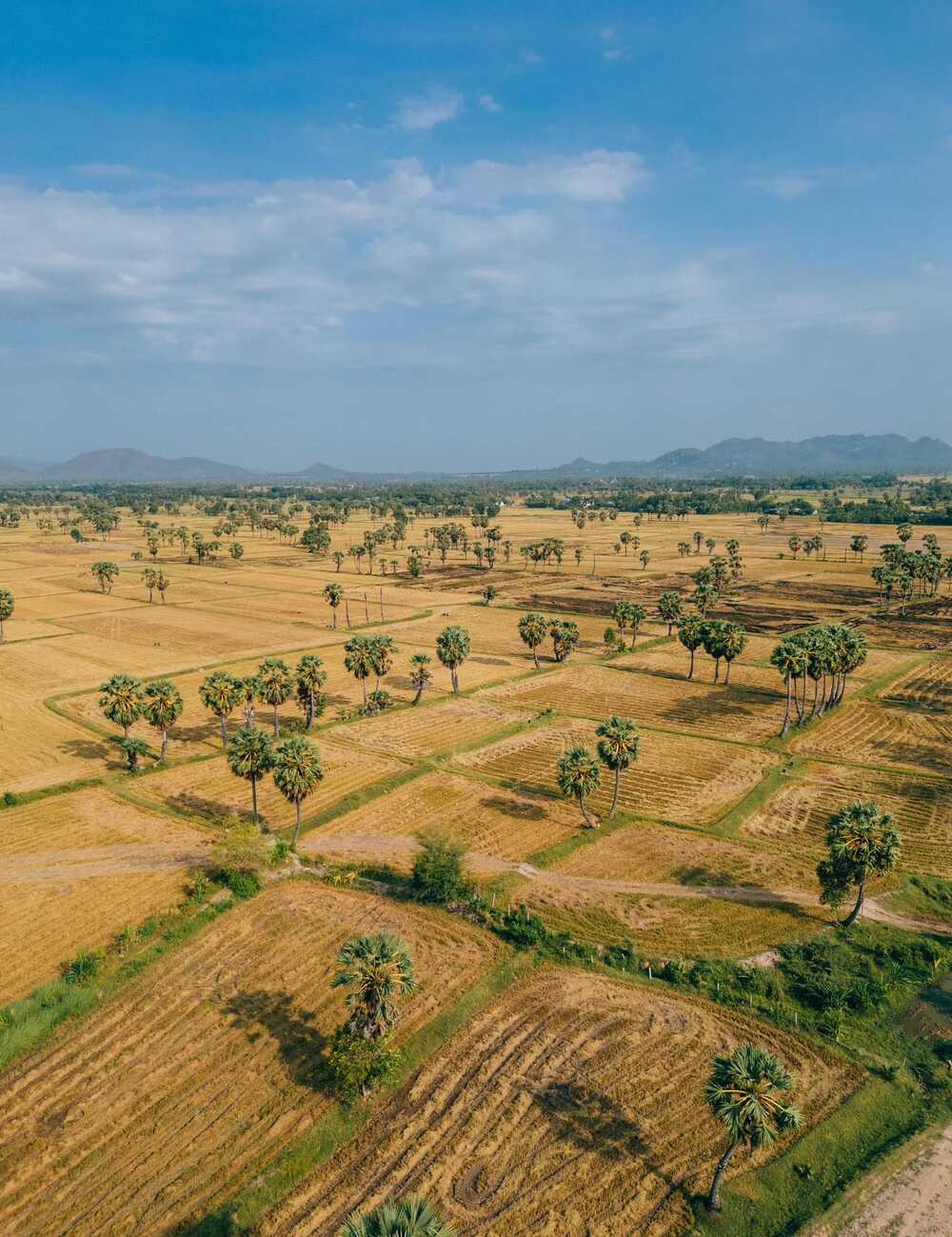 Tuy nhien, anh cung khang dinh An Giang co the dep hon vao mua lua chin. Neu muon quay nhung thuoc phim dep, chup anh check-in song ao thi du khach co the den day vao thang 11, 12. Anh: NVCC