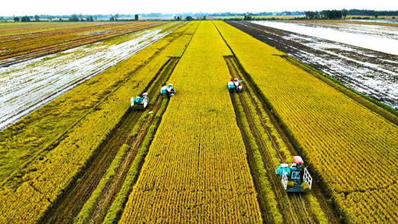 Thu hoạch lúa chất lượng cao, phát thải thấp ở Cần Thơ. Ảnh: Tạ Quang