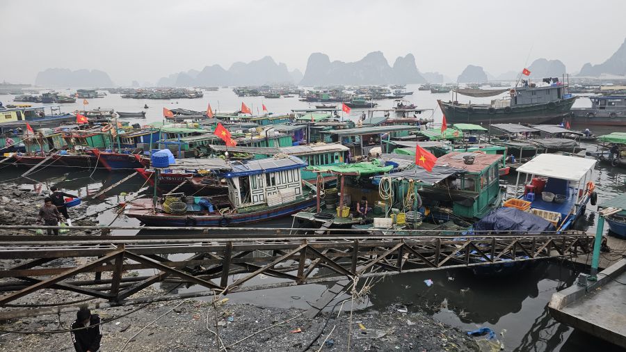 The fishing wharf is bustling on the morning of April 5, 2025. Photo: Doan Hung