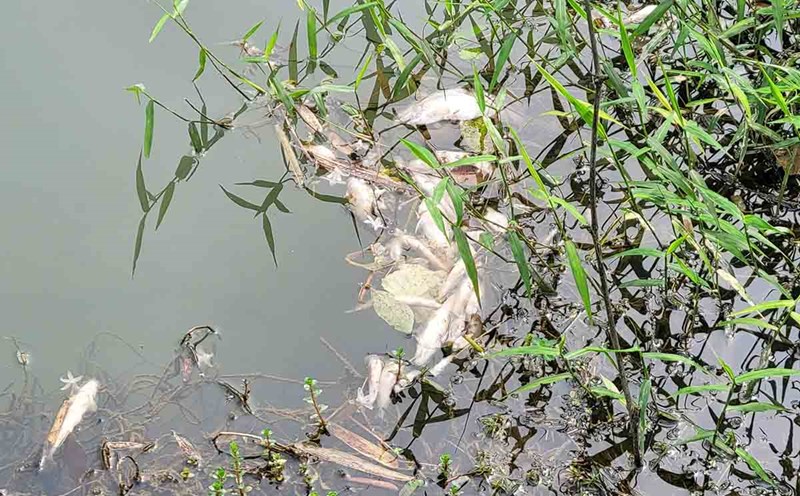 The cause of the fish deaths in Khe Ac is being clarified by the authorities. Photo: Huong Sinh.