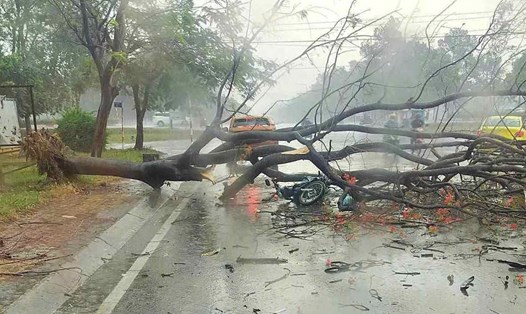 Hiện trường vụ cây phượng đổ đè 1 người tử vong. Ảnh: Bạn đọc cung cấp