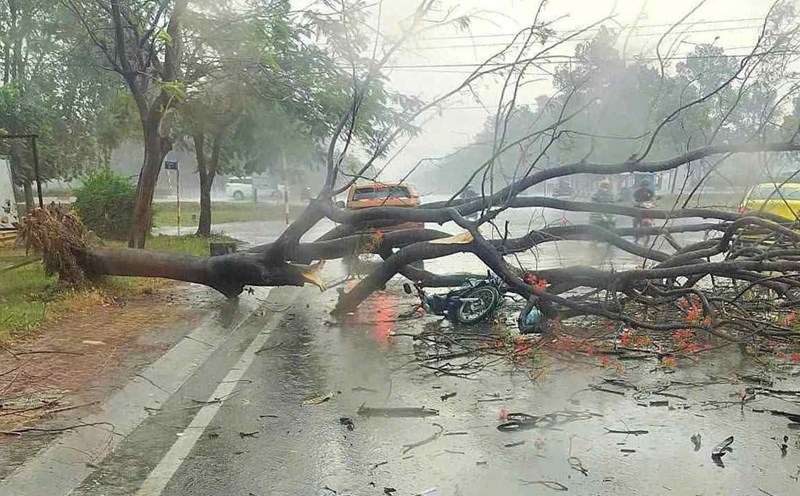The scene of the royal poinciana tree falling down, killing 1 person. Photo: Provided by readers