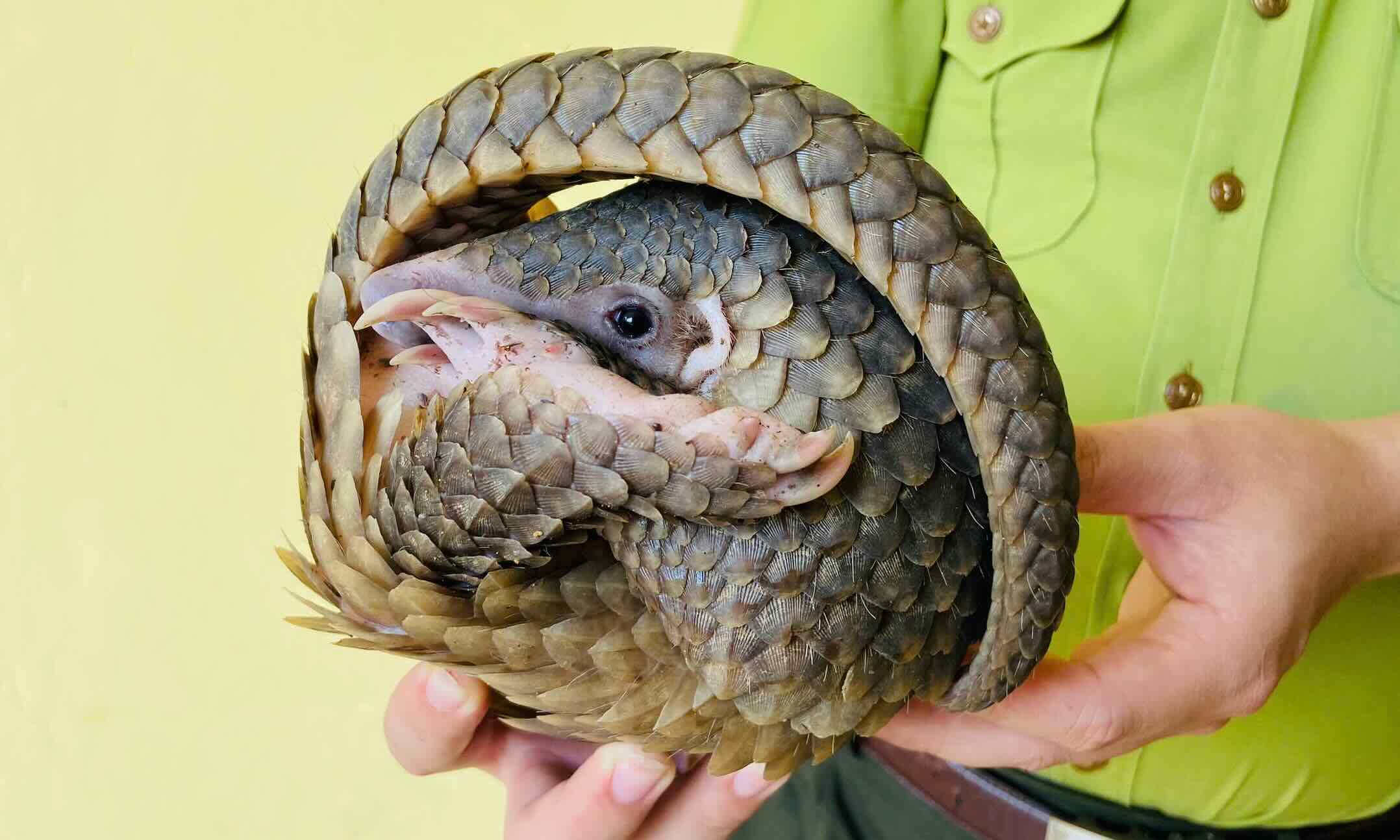 Rare pangolin was discovered and rescued by local people. Photo: Tuyen Hoa District Forest Protection Department