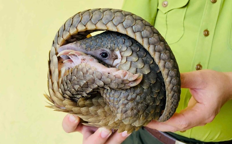Rare pangolin was discovered and rescued by local people. Photo: Tuyen Hoa District Forest Protection Department