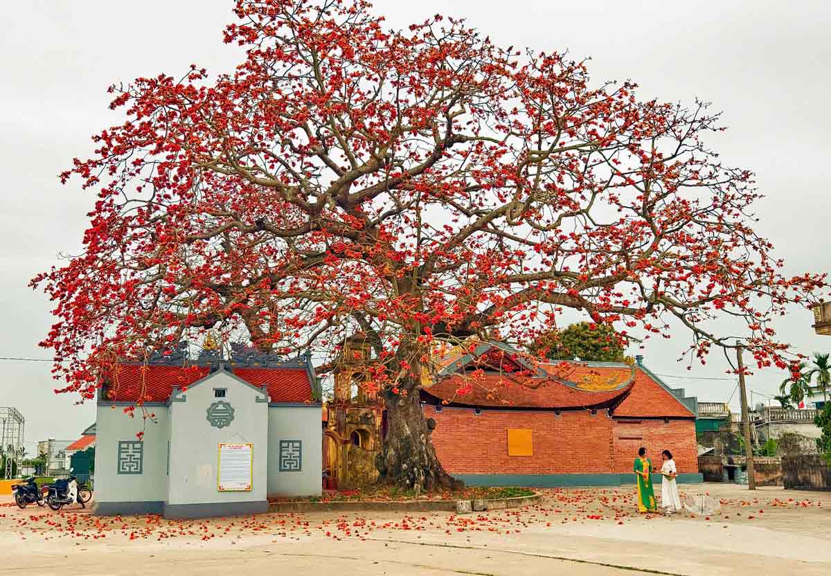 Rice flowers blooming in full bloom in the rice fields of Thai Binh. Photo: Trong Cung