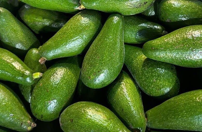 Eating avocados properly - just enough will help detoxify the liver. Photo: Kieu Vu