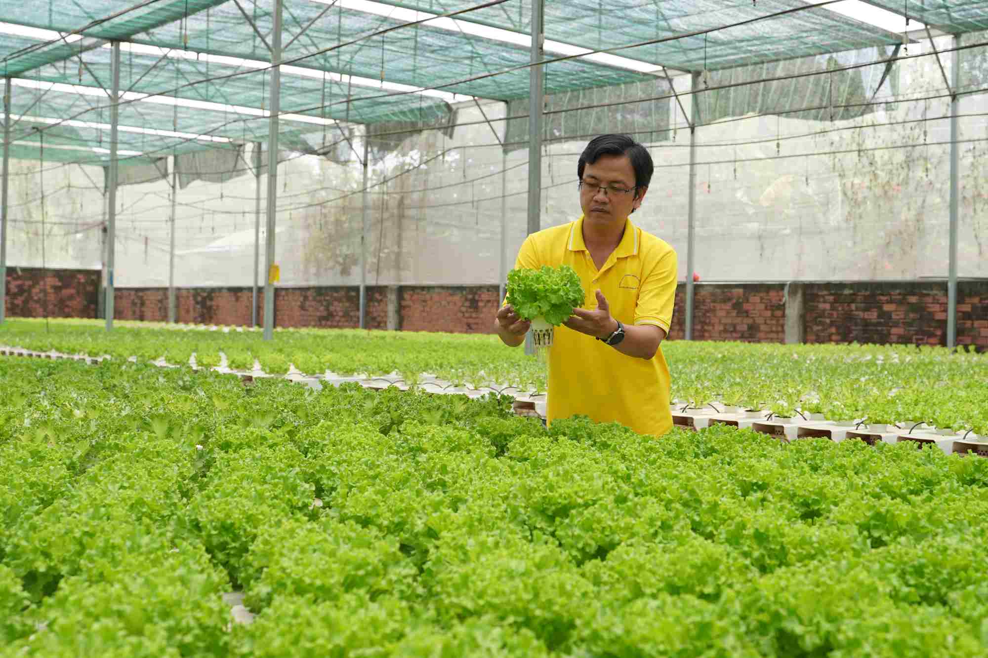 Mr. Lam Tuan Ngoc - founder of Tuan Ngoc Agricultural Cooperative - has pioneered the application of high-tech aquaculture methods to produce clean vegetables. Photo: Anh Tu