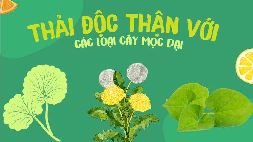 Detoxify the kidneys with wild plants