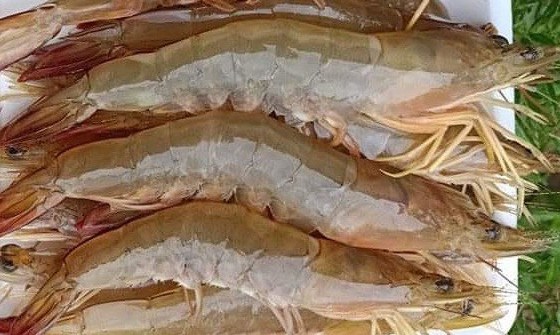 Shrimp is included in the menu to purify the liver for people drinking alcohol and beer. Photo: Pham My.