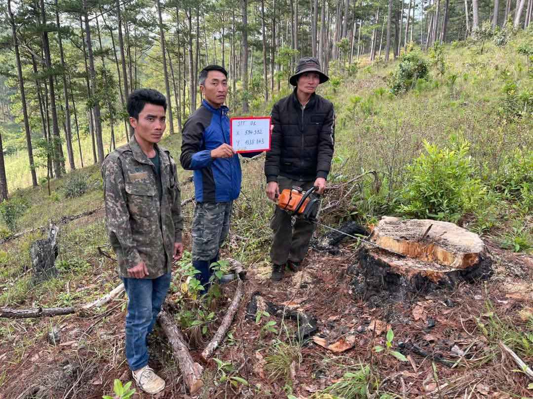 Nhóm đối tượng ngang nhiên cưa hạ cây trong rừng rồi vận chuyển gỗ ra khỏi tiểu khu 122 (huyện Lạc Dương, tỉnh Lâm Đồng). Ảnh: Lam Hồng