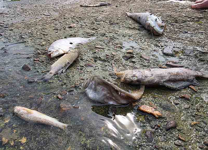 Un pez muerto en el rio Mal hace dias. Imagen de la ciudad de Chan Tuen.