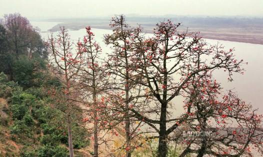 Hàng cây hoa gạo ven đê sông Hồng đoạn qua địa bàn xã Thanh Uyên, huyện Tam Nông, tỉnh Phú Thọ. Ảnh: Tô Công.