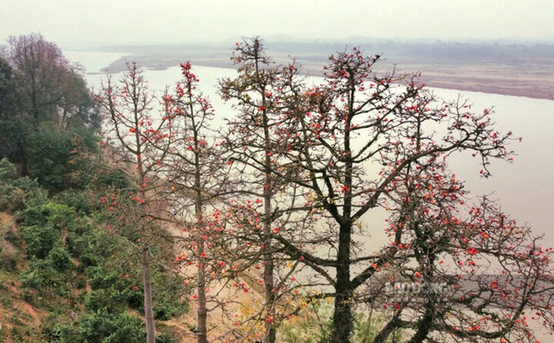 Rice flower trees along the Red River dike section through Thanh Uyen commune, Tam Nong district, Phu Tho province. Photo: To Cong.