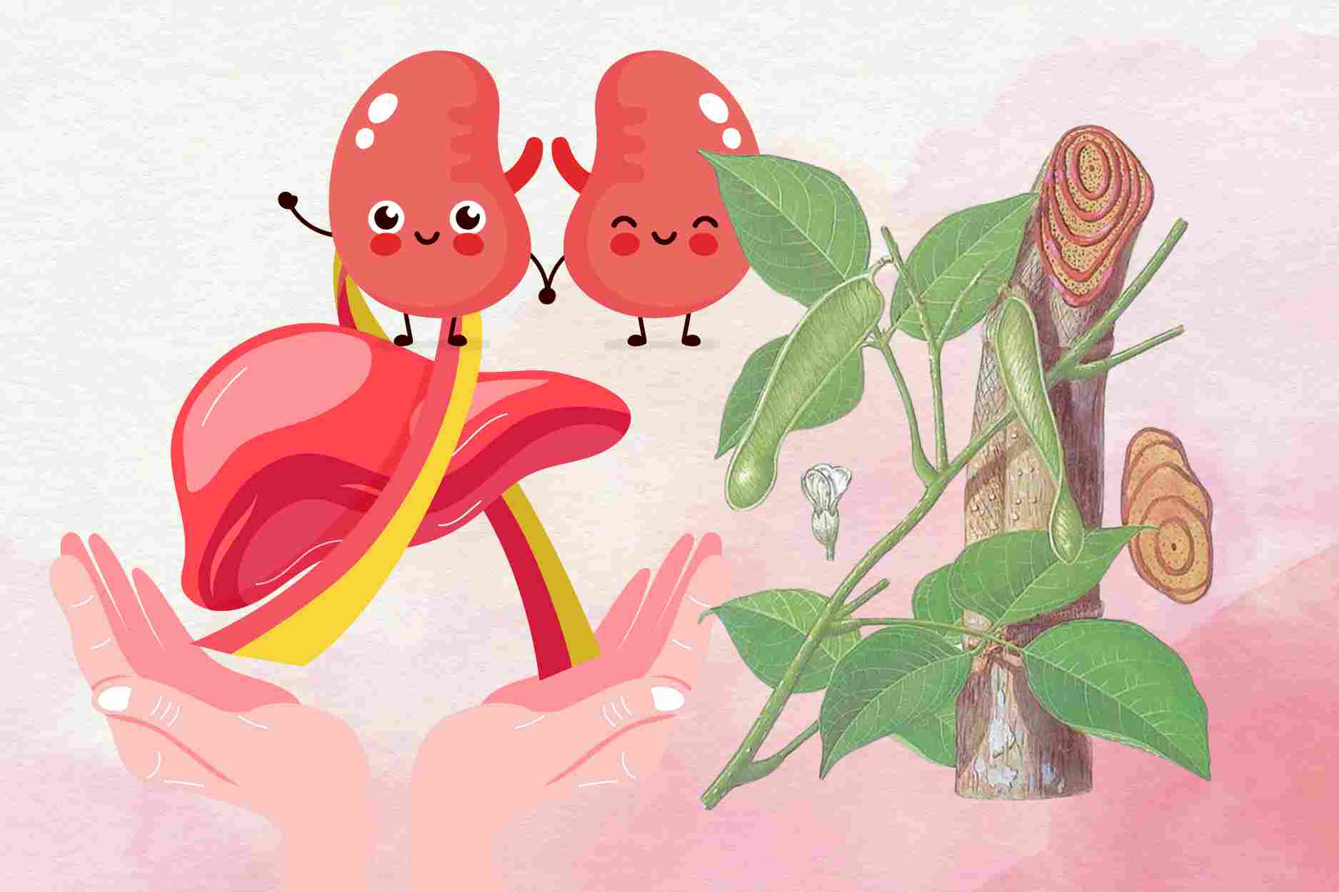 El misterio de la selva que tanto enriquece la sangre como recupera el higado, el riñon y la eficiencia