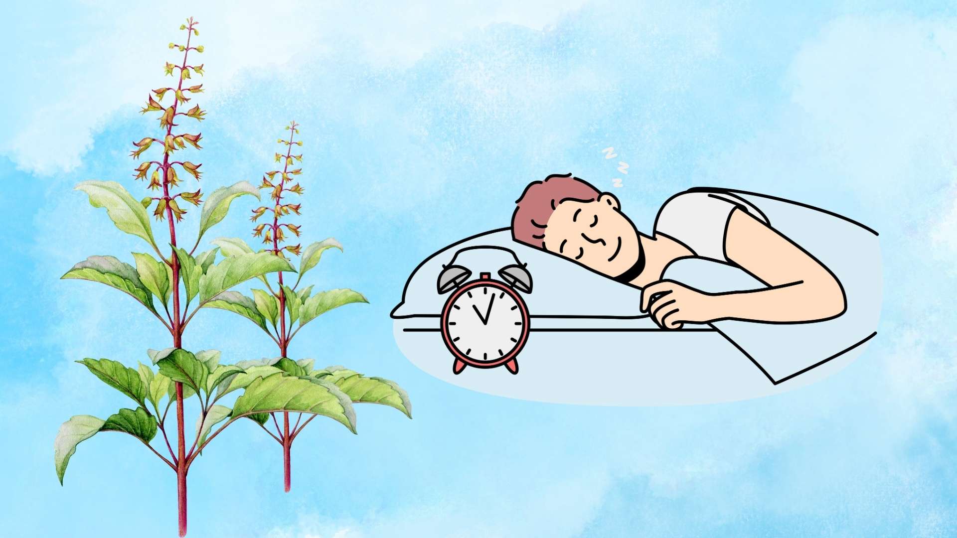 Anti -anxiedad, mejorar el sueño de las plantas herbales familiares