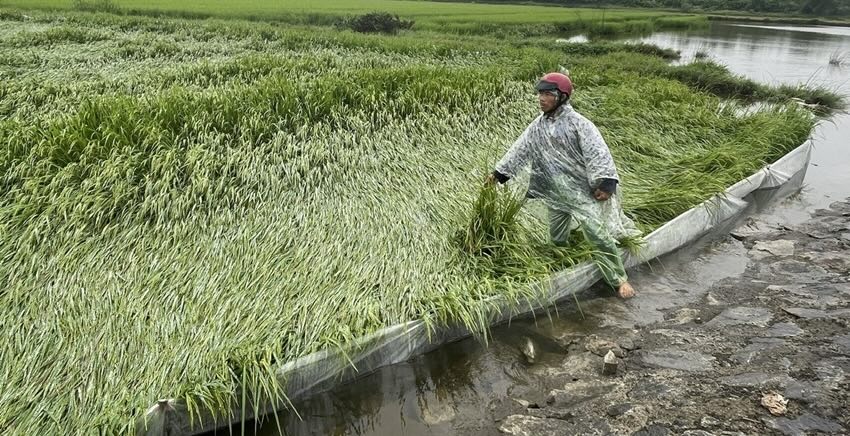 Heavy rains, strong winds caused more than 1,000 hectares of rice in Hue. Photo: Phong Cuong.