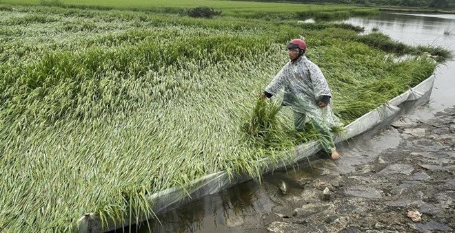 Mưa lớn, gió mạnh gây đổ ngã hơn 1.300 hecta lúa tại Huế
