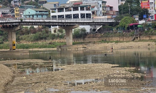 Người dân lội bộ giữa lòng sông bắt cá. Ảnh: Tân Văn