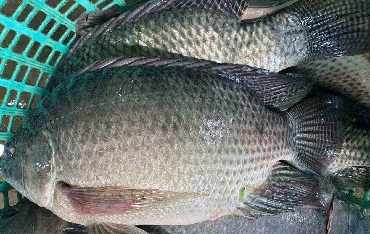 Tilapia provides more protein than salmon. Photo: Kieu Vu