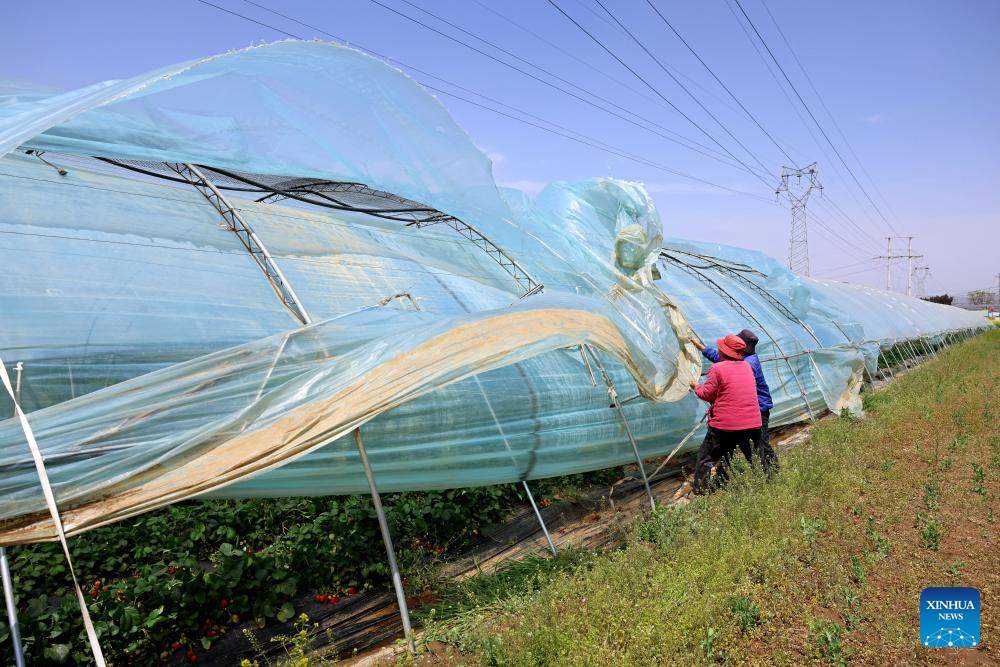 Nong dan gia co nha kinh trong dau tay phong gio manh o thi tran Manh Trang, thanh pho Tao Trang, tinh Son Dong, mien dong Trung Quoc, ngay 12.4. 2025. Anh: Xinhua