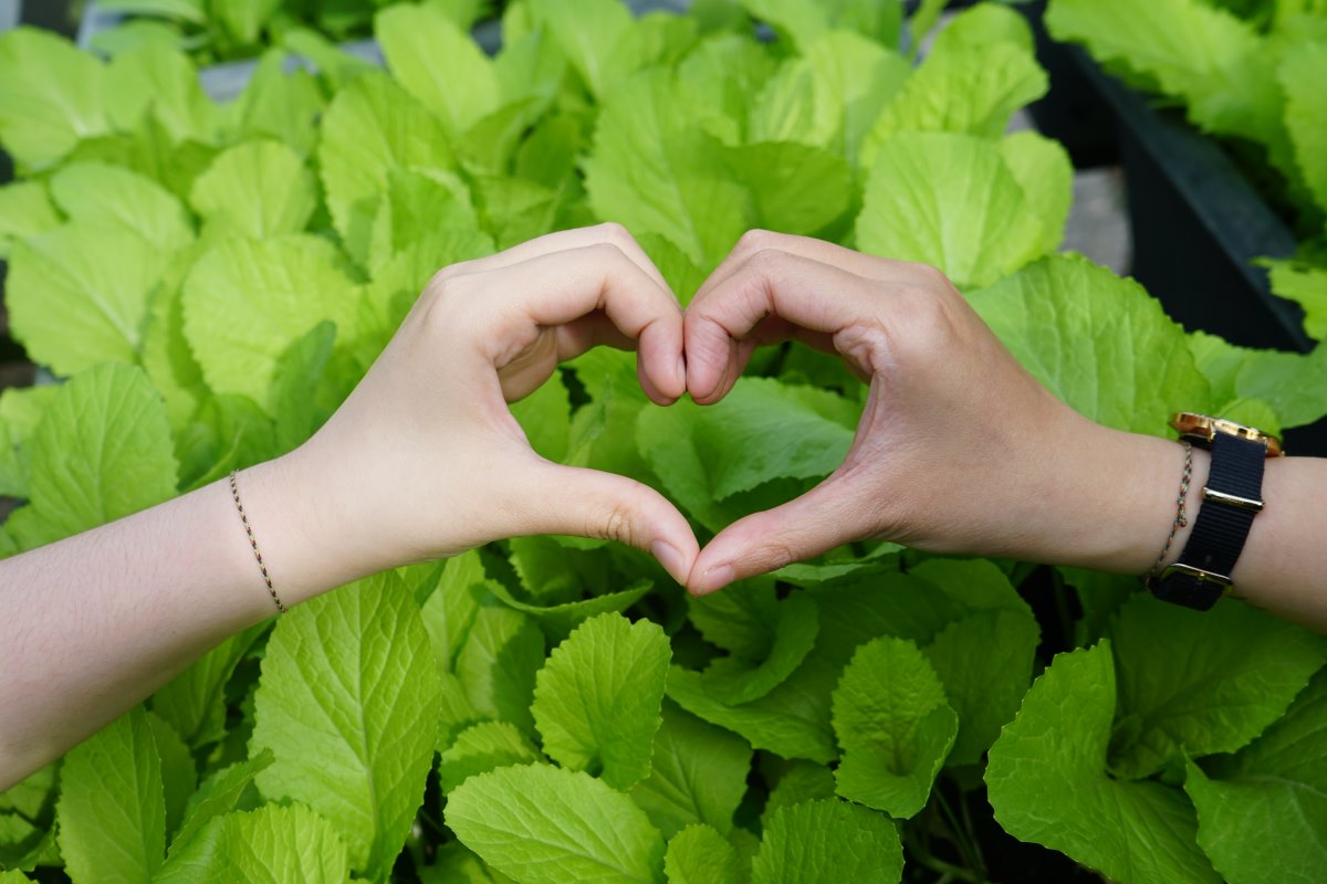 Las verduras de hoja verde contienen vitamina E, buena para la salud. Foto: Thanh Thanh