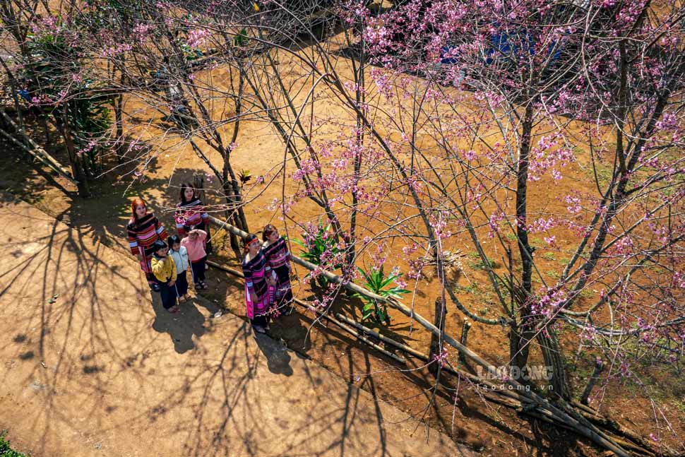 Peach blossoms in K3 village (Vinh Son commune) bloom, serving people, tourists, especially in the spring. Photo: Dung Nhan