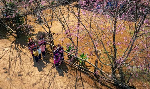 Hoa đào ở làng K3 (xã Vĩnh Sơn) nở rộ, phục vụ người dân, du khách tham quan, đặc biệt là vào mùa xuân. Ảnh: Dũng Nhân