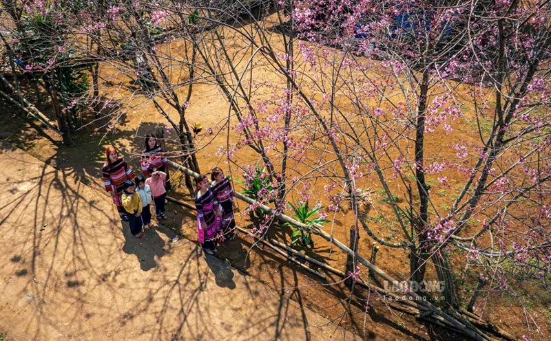 Peach blossoms in K3 village (Vinh Son commune) bloom, serving people, tourists, especially in the spring. Photo: Dung Nhan