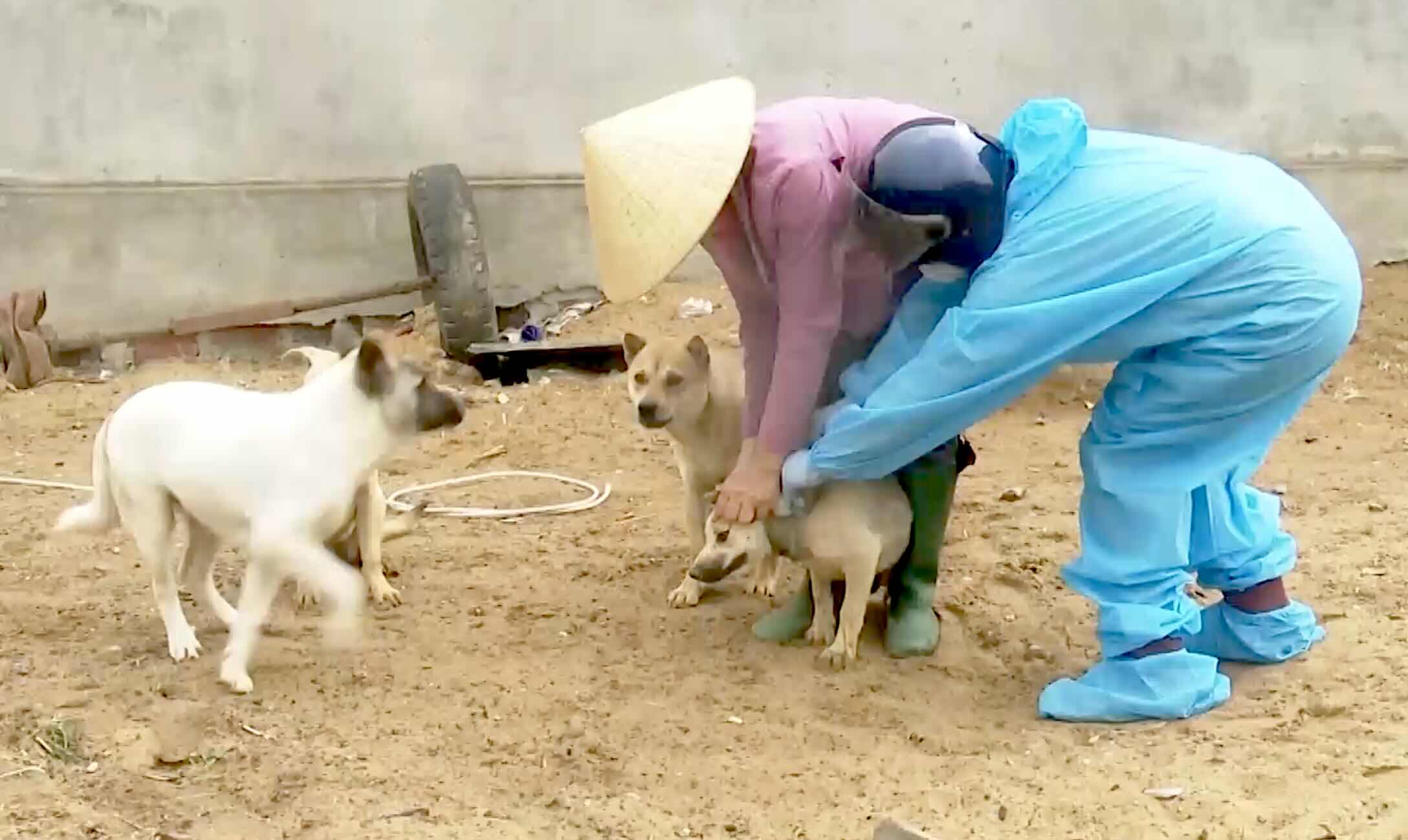 Fuerza funcional de vacunacion para ganado. Foto de la pagina web de la Universidad de Hong Kong